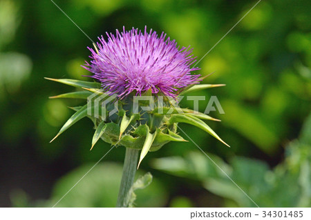 Plant: Maria thistle (Oan thistle) 34301485