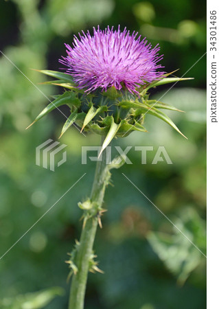 Plant: Maria thistle (Oan thistle) Plant: Maria thistle (Oan thistle) 34301486