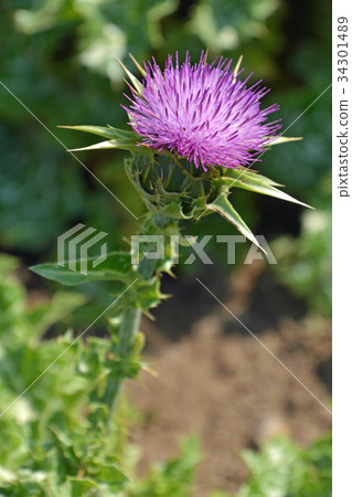 植物：瑪麗亞薊（Oan薊） 34301489