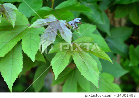 Tree: Huumansakushi Tree: Huumansakushi 34301498