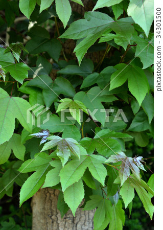 樹：Huumansakushi 34301500