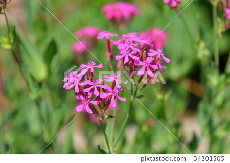 植物：Mythrinidae 34301505