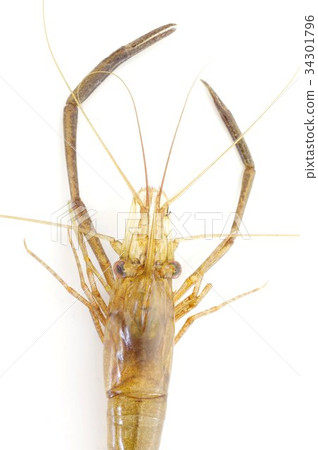 Japanese long-necked prawn (Tanagi) Head, hand and antenna 34301796