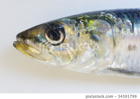 Sardine (sardine) Head The most familiar popular fish Important fishery resources used for various industries Sardine (sardine) Head The most familiar popular fish Important fishery resources used for various industries 34301799