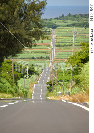Kikaijima Sugar cane field straight road Kikaijima Sugar cane field straight road 34301947