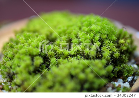 Snatch Snatch 34302247