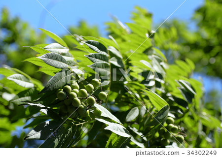 The fruit of blueberry 34302249