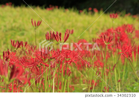 Cluster amaryllis 34302310