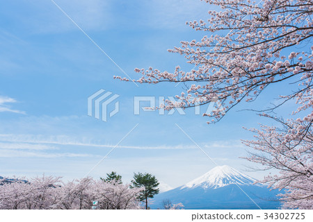 富士和櫻花 富士和櫻花 34302725