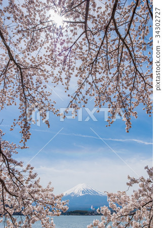 富士和櫻花 34302727