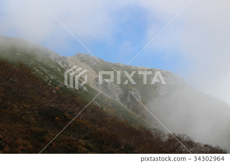 Plants of quay fall leaves (Senjojiki Curl) Plants of quay fall leaves (Senjojiki Curl) 34302964