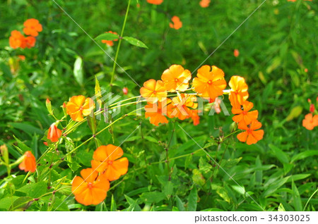 Fusidium ginseng Fusidium ginseng 34303025