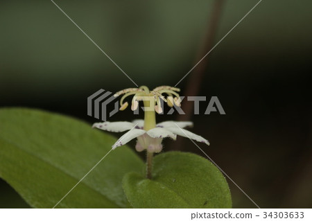 Yamazino Hototogisu 34303633