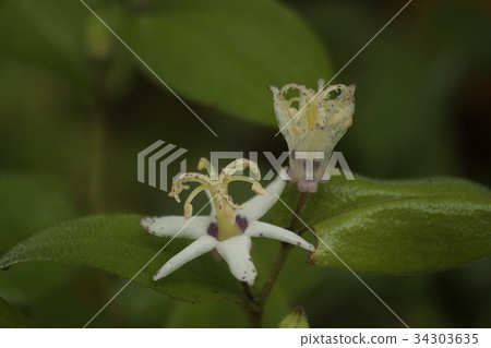 Yamazino Hototogisu 34303635