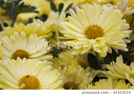 NESVIZH, BELARUS:  Radziwill Castle. 34303674