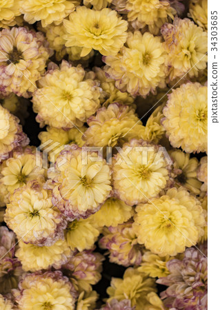 NESVIZH, BELARUS:  Radziwill Castle. 34303685