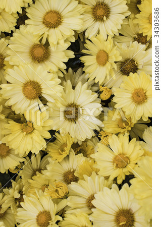 NESVIZH, BELARUS:  Radziwill Castle. 34303686