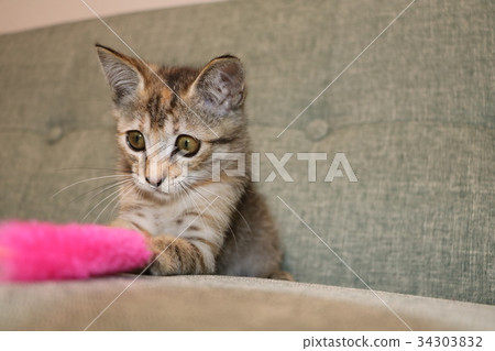 A kitten A kitten 34303832