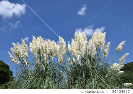 Pampasgrass Pampasgrass 34303927