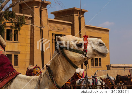 The Matthias Church, the Fishermen's Bastion 34303974
