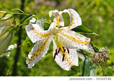 野百合 野百合 34304596