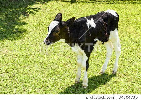 Dairy cow 34304739
