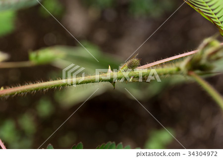 Ojigiso(八月)刺 Ojigiso(八月)刺 34304972