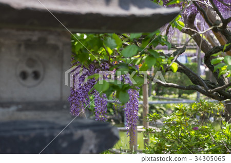 Wisteria Wisteria 34305065