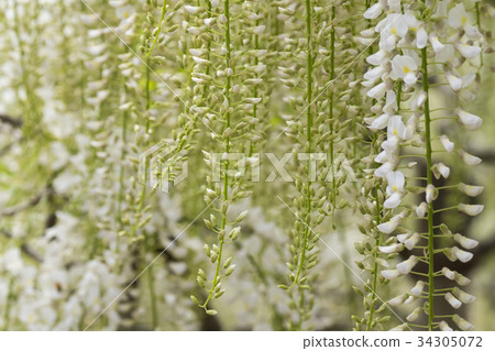 Wisteria 34305072