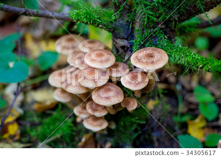mushrooms honey agarics in a forest on a tree 34305617