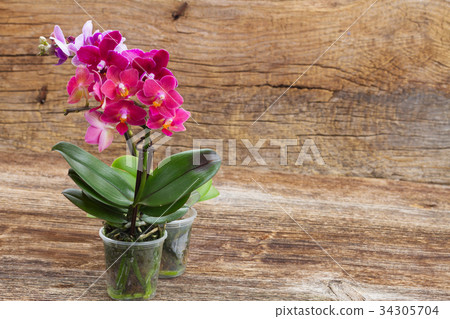 Spring violet orchids Spring violet orchids 34305704