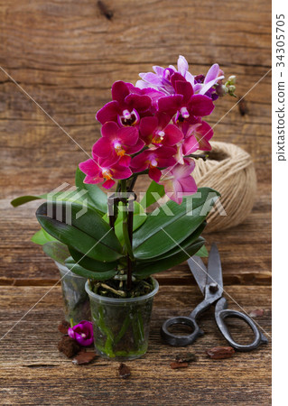 Spring violet orchids Spring violet orchids 34305705