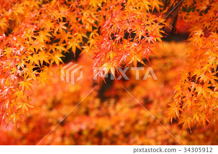Autumn leaves Autumn leaves 34305912