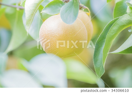 pear pear 34306610