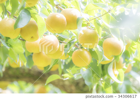 pear pear 34306617
