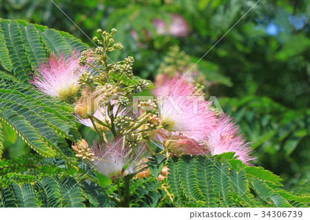 Nemnoki花 Nemnoki花 34306739