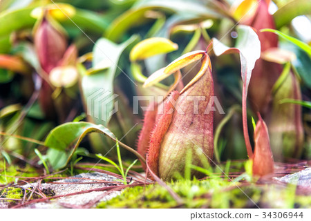 Tropical pitcher plants or monkey cups  34306944