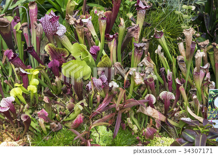 Tropical pitcher plants and monkey cups 34307171
