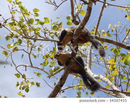 Giant squirrel, Ratufa macroura, Sri Lanka Giant squirrel, Ratufa macroura, Sri Lanka 34307435