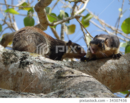 Giant squirrel, Ratufa macroura Giant squirrel, Ratufa macroura 34307436
