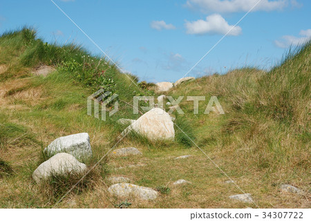 Dune with flowers and marram grass 34307722