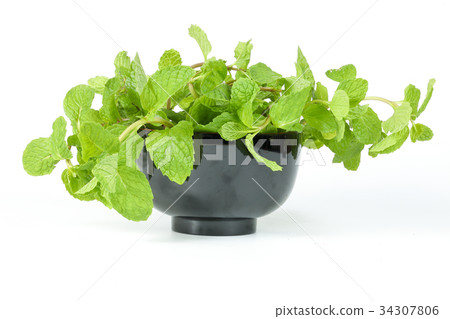 Green Mint Leaf. Green Mint Leaf. 34307806