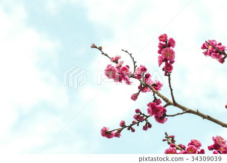 梅花紅梅花圖像素材 梅花紅梅花圖像素材 34309039