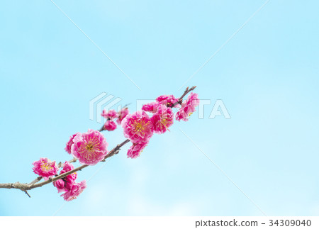 Plum blossom red plum image material Plum blossom red plum image material 34309040
