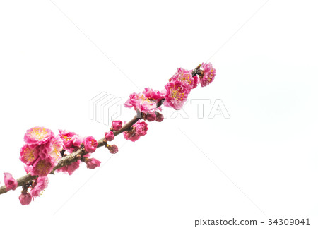 Plum blossom red plum image material 34309041