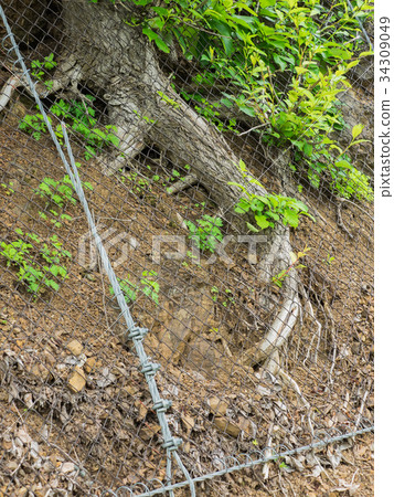 Tree growing on the slope 34309049