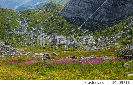 Fireweed in the mountains of Montenegro 34309218