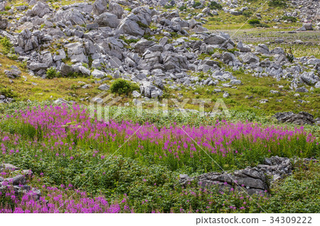 Fireweed in the mountains of Montenegro 34309222