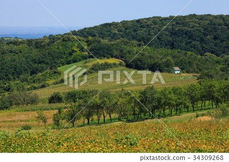 Serene Landscape in Serbia 34309268