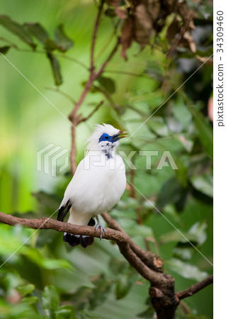 White exotic bird on a branch White exotic bird on a branch 34309460